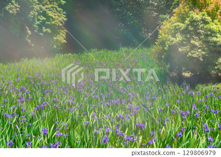 拍攝京都北區神賀茂太田神社的鳶尾花 129806979