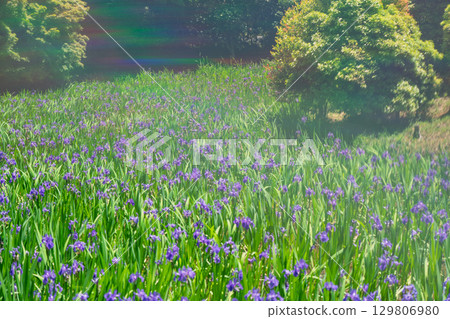 Photographed the iris of Ota Shrine, Shigeru Kamiga, Kita-ku, Kyoto 129806980