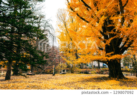 札幌的秋天:北海道政府紅磚館的銀杏樹 札幌的秋天:北海道政府紅磚館的銀杏樹 129807092