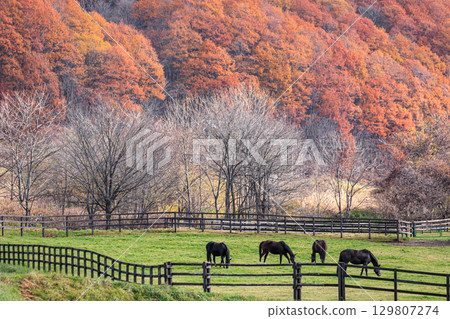 Autumn at a ranch in Hidaka Town, Hokkaido [November] 129807274