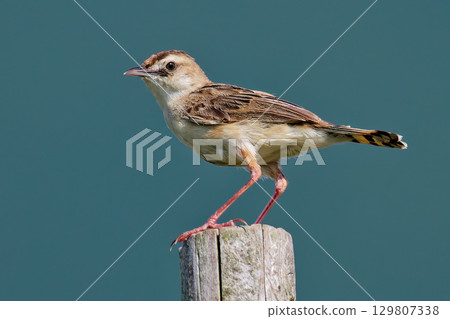 The warbler has surprisingly long legs The warbler has surprisingly long legs 129807338