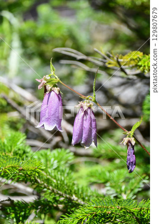 康沃爾風鈴草 康沃爾風鈴草 129807679