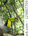 A colorful keel-billed toucan picking and eating soursop fruit 129807709