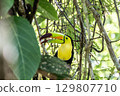 A colorful keel-billed toucan picking and eating soursop fruit 129807710