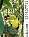 A colorful keel-billed toucan picking and eating soursop fruit 129807711