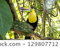 A colorful keel-billed toucan picking and eating soursop fruit 129807712