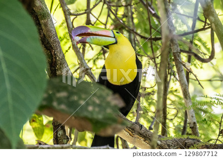 A colorful keel-billed toucan picking and eating soursop fruit 129807712
