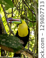 A colorful keel-billed toucan picking and eating soursop fruit 129807713