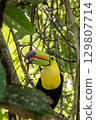A colorful keel-billed toucan picking and eating soursop fruit 129807714