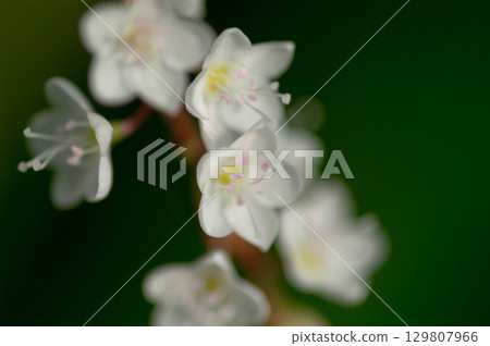 Shirobana Sakura Tade on the Yasuragi Embankment of the Shinano River 129807966