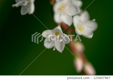 Shirobana Sakura Tade on the Yasuragi Embankment of the Shinano River 129807967