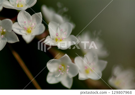 Shirobana Sakura Tade on the Yasuragi Embankment of the Shinano River 129807968
