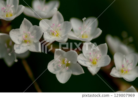 Shirobana Sakura Tade on the Yasuragi Embankment of the Shinano River 129807969