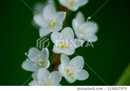 Shirobana Sakura Tade on the Yasuragi Embankment of the Shinano River 129807970