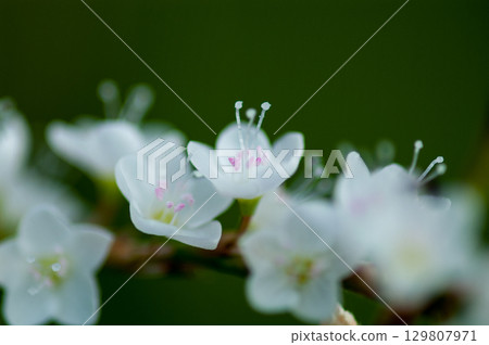 Shirobana Sakura Tade on the Yasuragi Embankment of the Shinano River 129807971
