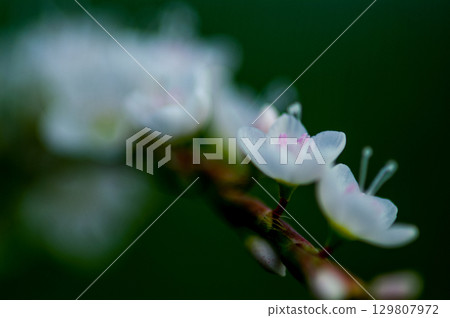 Shirobana Sakura Tade on the Yasuragi Embankment of the Shinano River 129807972