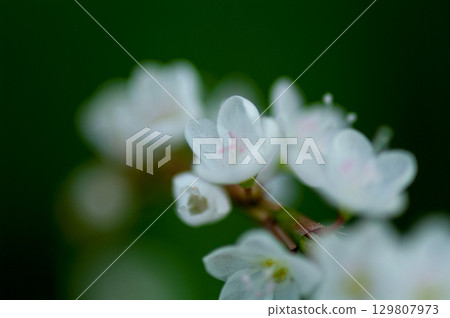 Shirobana Sakura Tade on the Yasuragi Embankment of the Shinano River 129807973
