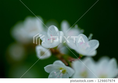 Shirobana Sakura Tade on the Yasuragi Embankment of the Shinano River 129807974