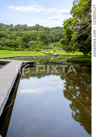 嚴島濕地公園:池塘上的橋和風景(神奈川縣中井町) 嚴島濕地公園:池塘上的橋和風景(神奈川縣中井町) 129808127