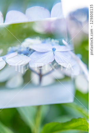 Hydrangeas through an acrylic cube wet with rain during the rainy season 129808135