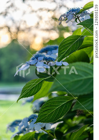 Blue hydrangea 129808139