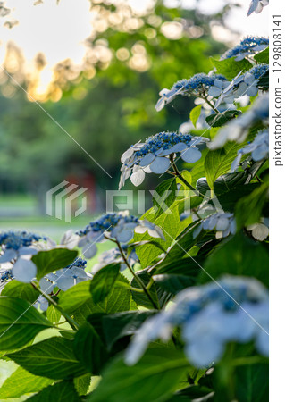 Blue hydrangea 129808141