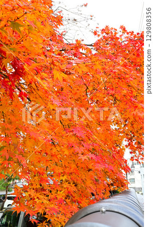 越後湯澤溫泉街的紅葉 越後湯澤溫泉街的紅葉 129808356