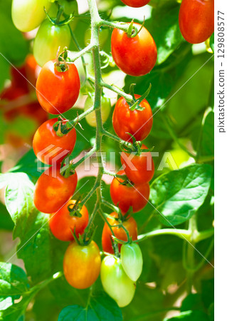 Red-colored cherry tomato kitchen garden Red-colored cherry tomato kitchen garden 129808577