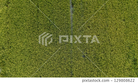 Aerial view of rice field in rural Thailand. Thailand has a strong tradition of rice production. It has the fifth largest amount of rice cultivation in the world. Aerial view of rice field in rural Thailand. Thailand has a strong tradition of rice production. It has the fifth largest amount of rice cultivation in the world. 129808622