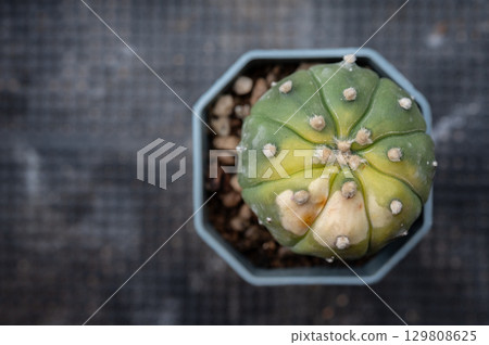 Astrophytum cactus having sunburn damaged. Cactus get sunburned due to being exposed to too much sunlight which makes them vulnerable to fire. Astrophytum cactus having sunburn damaged. Cactus get sunburned due to being exposed to too much sunlight which makes them vulnerable to fire. 129808625