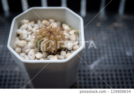 A pot of rotten Gymnocalycium cactus. Cactus rot is one of the main causes of cactus death from fungal and bacterial diseases attack. 129808634