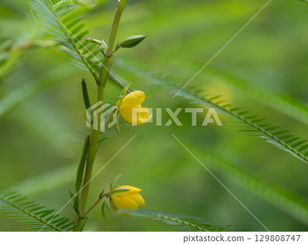Flowering and fruiting process of Cassia japonica 129808747