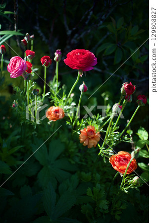 The flower language of ranunculus is "bright charm." The color red also means "you are full of charm." 129808827