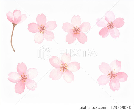 Cherry Blossom	 129809088