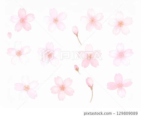 Cherry Blossom	 129809089