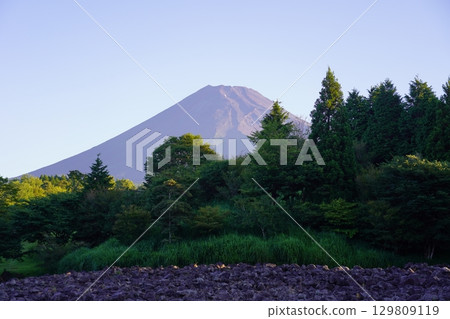 Mt.Fuji in summer seen from Susono City, Shizuoka Prefecture 129809119