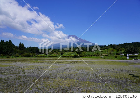 Mt.Fuji in summer seen from Susono City, Shizuoka Prefecture Mt.Fuji in summer seen from Susono City, Shizuoka Prefecture 129809130