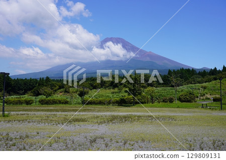 從靜岡縣裾野市眺望夏季的富士山 129809131