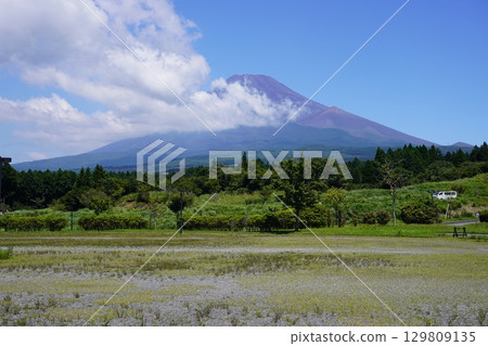 從靜岡縣裾野市眺望夏季的富士山 129809135