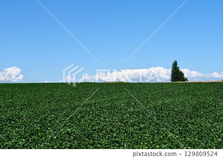 清爽的夏日天空:一棵孤零零的樹矗立在廣闊的馬鈴薯田裡,“美瑛丘陵” 清爽的夏日天空:一棵孤零零的樹矗立在廣闊的馬鈴薯田裡,“美瑛丘陵” 129809524