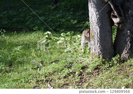 Japanese macaques 129809568