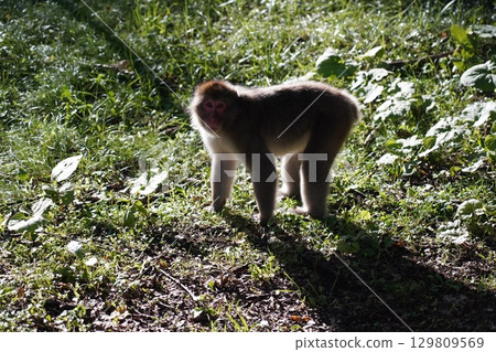 Japanese macaques Japanese macaques 129809569
