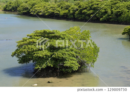 [Ishigaki Island, Okinawa Prefecture] Mangrove forests along the Miyara River 129809730