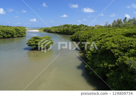 【沖繩縣石垣島】宮良川沿岸的紅樹林 129809734