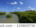 [Ishigaki Island, Okinawa Prefecture] Mangrove forests along the Miyara River 129809736