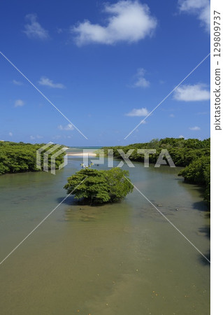 【沖繩縣石垣島】宮良川沿岸的紅樹林 129809737