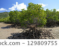 [Ishigaki Island, Okinawa] Mangrove forests in Nagura Bay 129809755