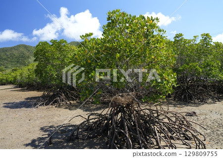 [Ishigaki Island, Okinawa] Mangrove forests in Nagura Bay 129809755