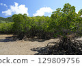 [Ishigaki Island, Okinawa] Mangrove forests in Nagura Bay 129809756