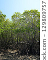[Ishigaki Island, Okinawa] Mangrove forests in Nagura Bay 129809757